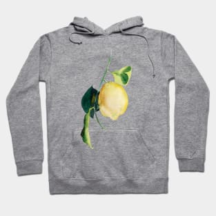 Branch of lemons with leaves Hoodie